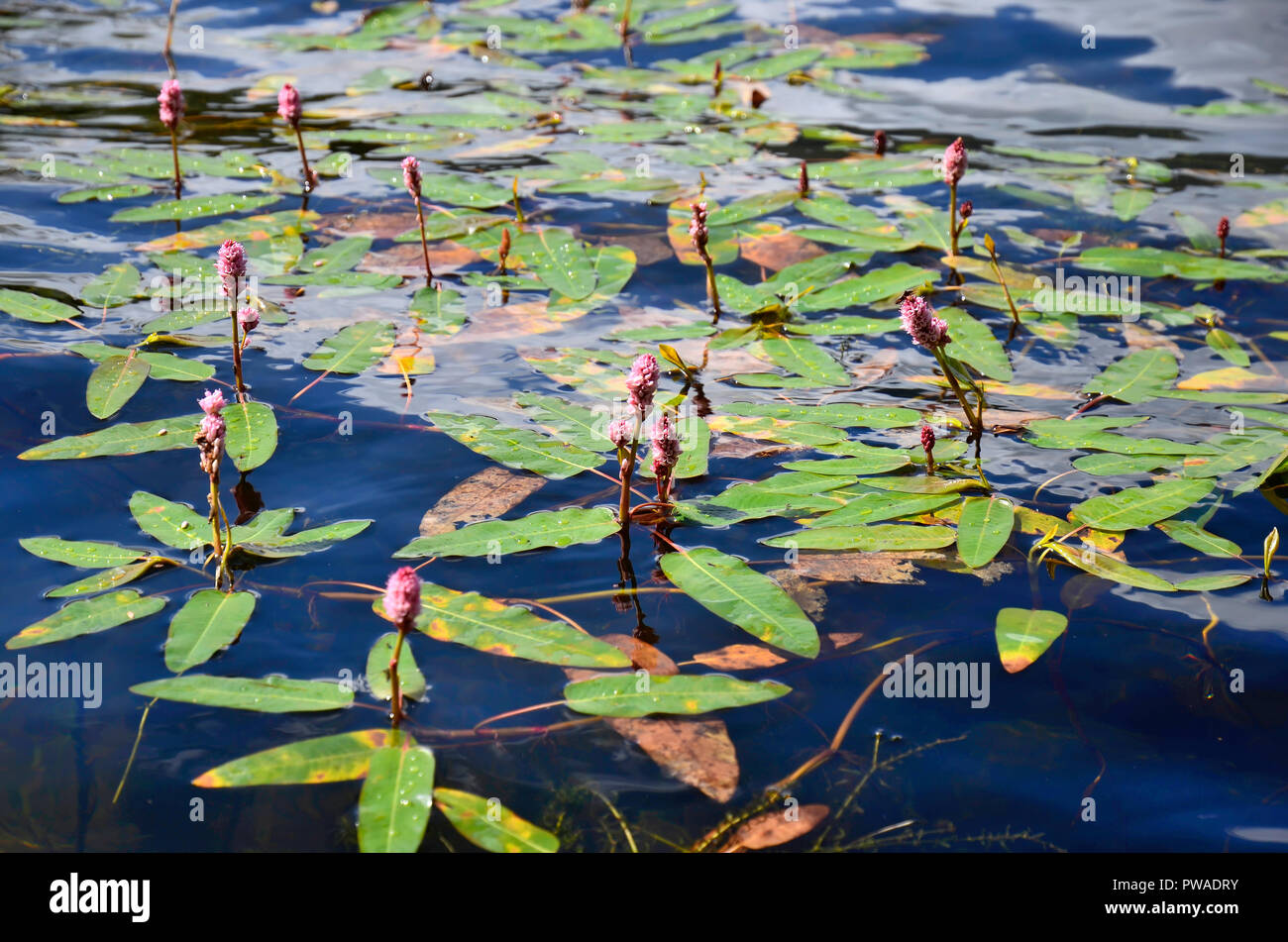Floating plants hires stock photography and images Alamy