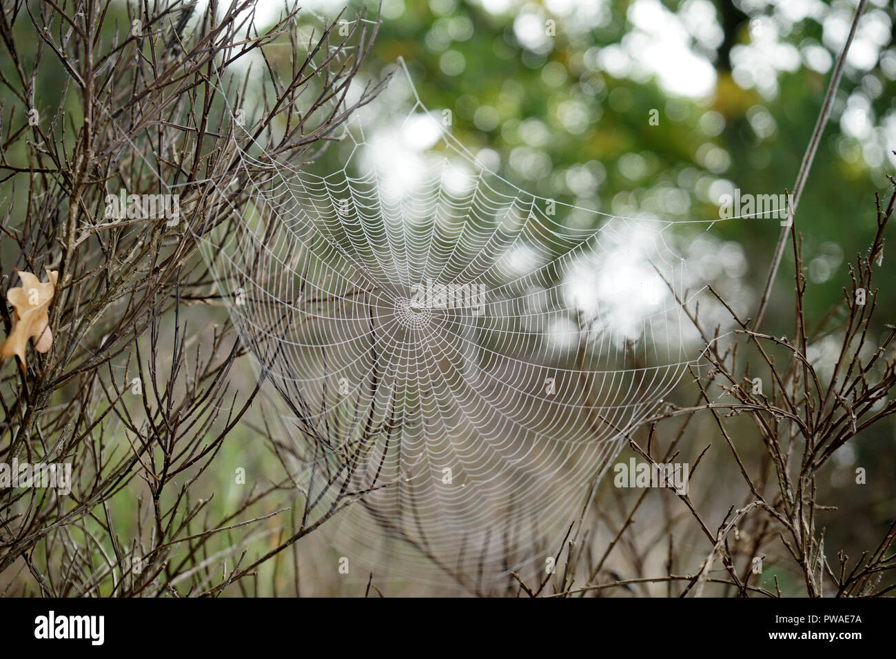 Spinnennetz mit Tautropfen, Moseltal, Rheinland Pfalz,  Deutschland Stock Photo