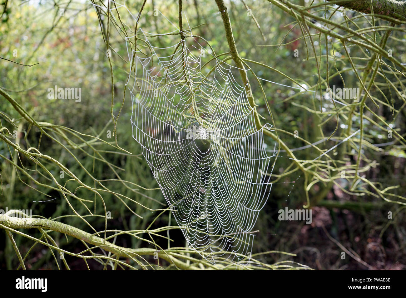 Spinnennetz mit Tautropfen, Moseltal, Rheinland Pfalz,  Deutschland Stock Photo