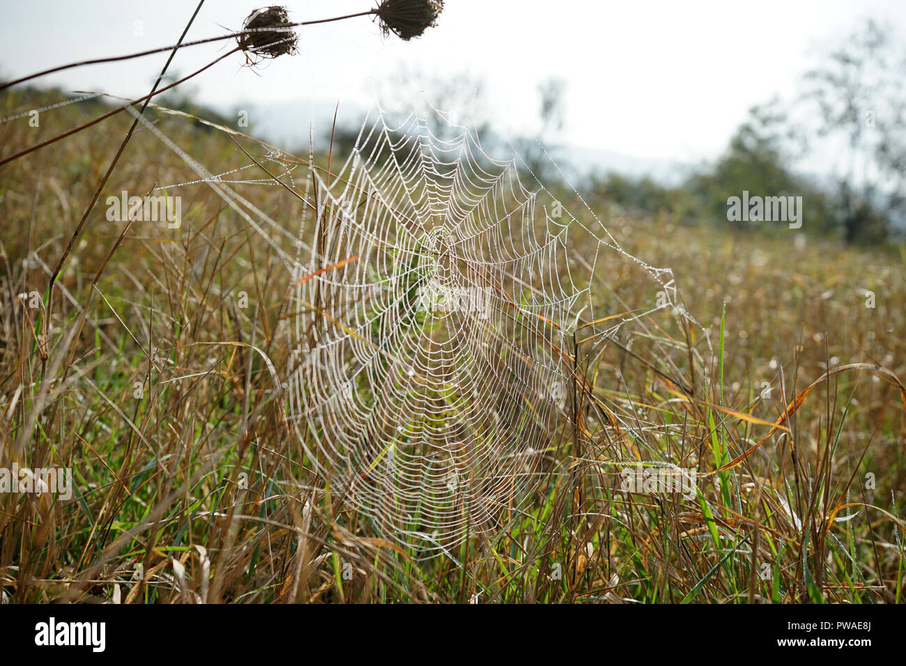 Spinnennetz mit Tautropfen, Wiese, Moseltal, Rheinland Pfalz,  Deutschland Stock Photo