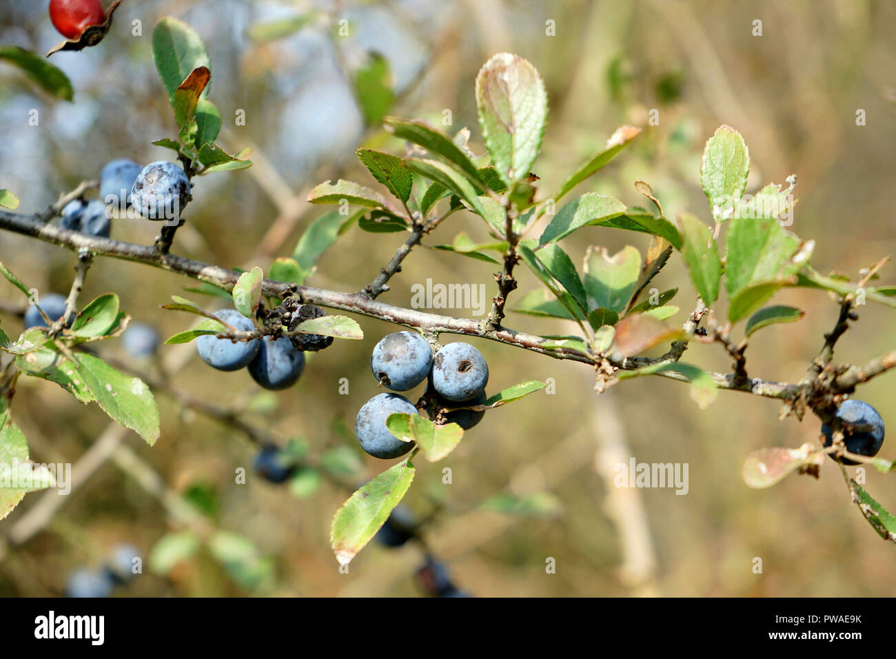 Früchte des Schlehdorn (Prunus spinosa), Schlehendorn, Schlehe, Heckendorn, Schwarzdorn, Deutsche Akazie Schwarzdorn, Schlehe,Deutschland, Europa Stock Photo