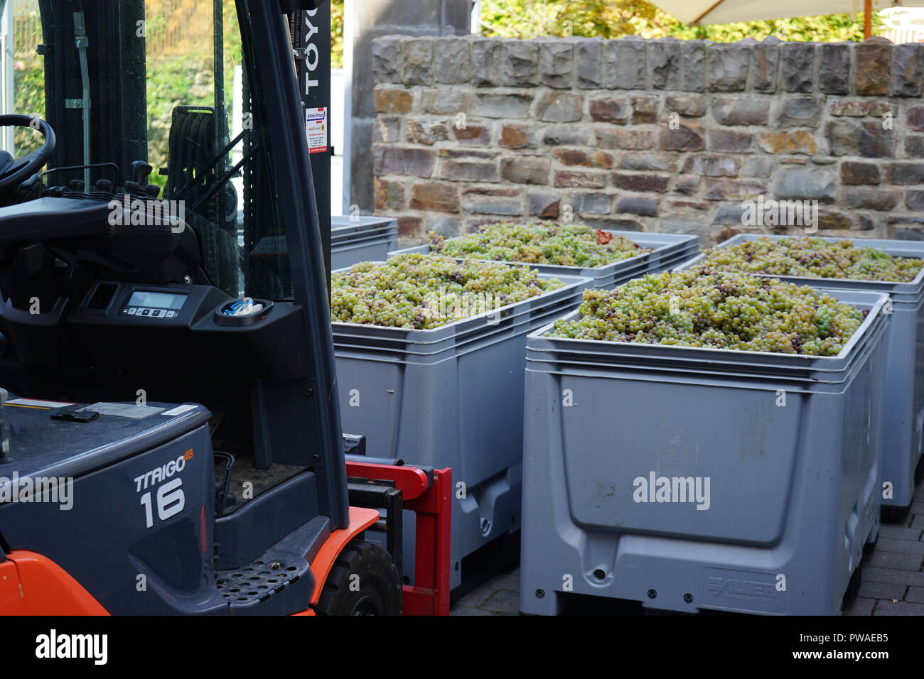 geerntete Rieslingtrauben, Edle Weinrebe (Vitis vinifera subsp. vinifera), Moseltal, Deutschland Stock Photo