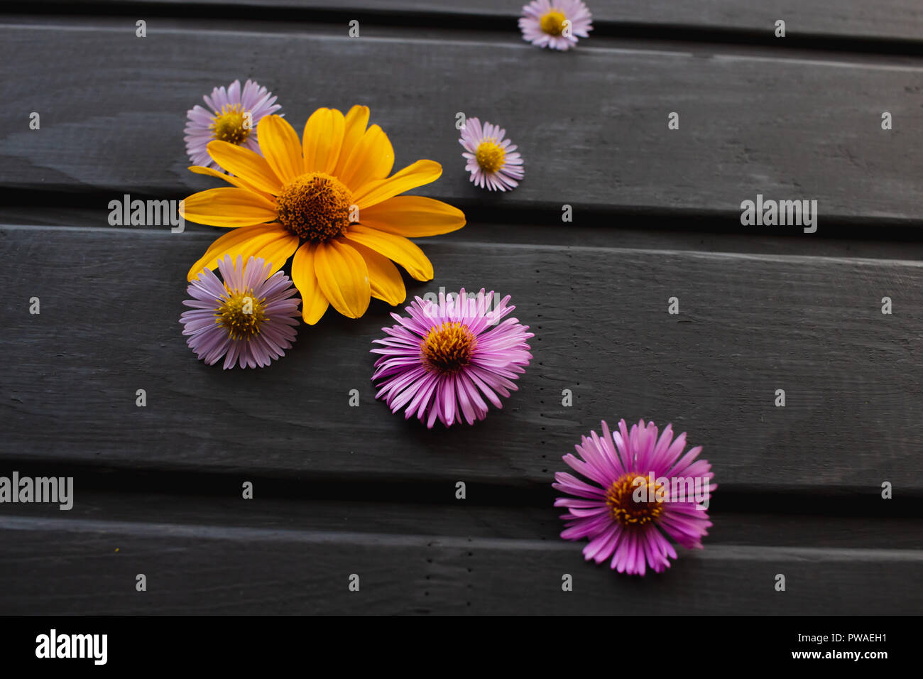 Multicolored small flowers hi-res stock photography and images - Alamy
