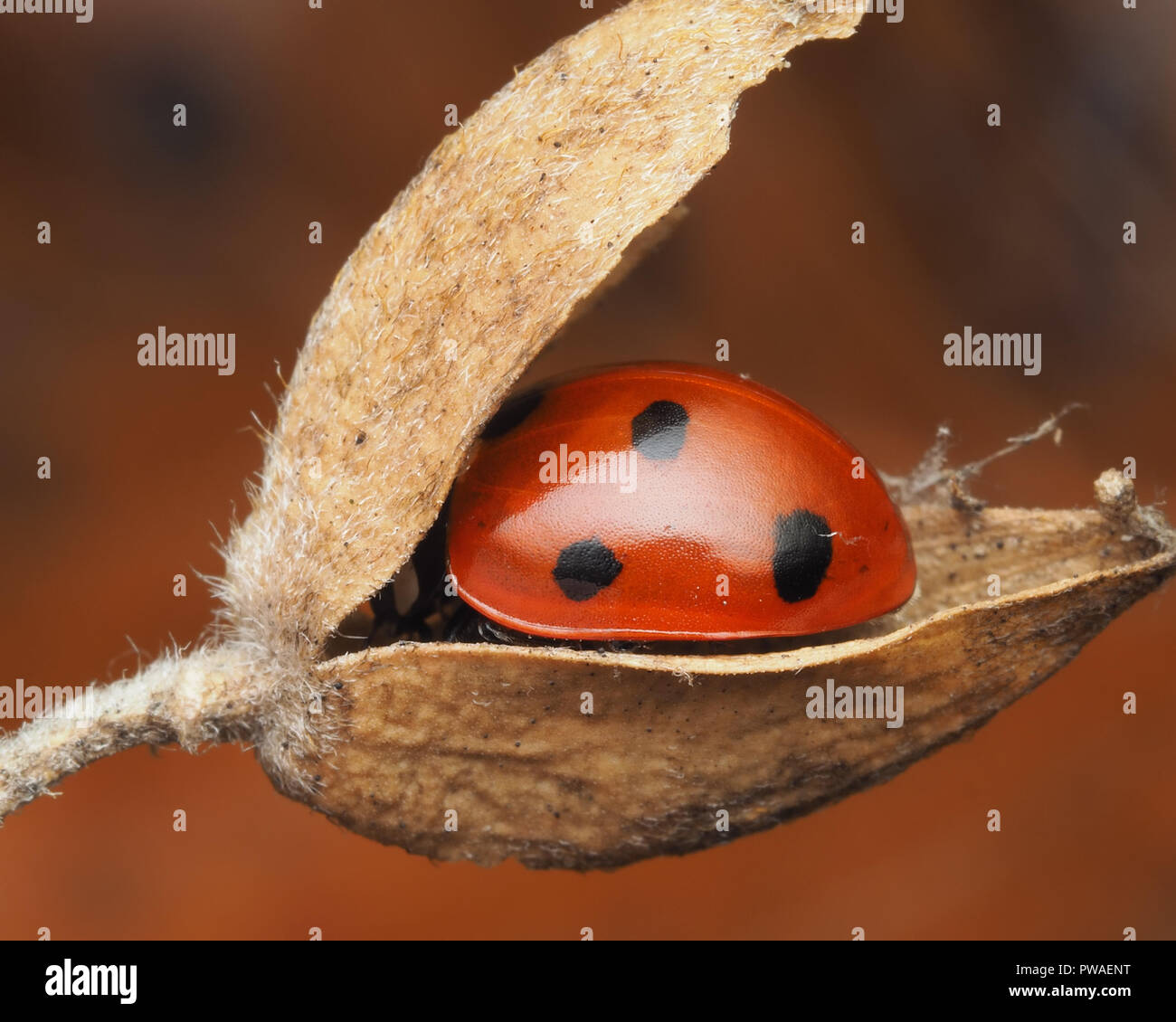 7-spot Ladybird (Coccinella septempunctata) nestled inside a gorse seed pod. Tipperary, Ireland Stock Photo