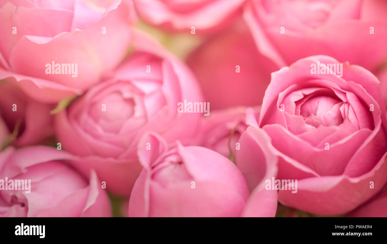 close-up pale delicate peony roses. Selective focus, magic light. Stock Photo