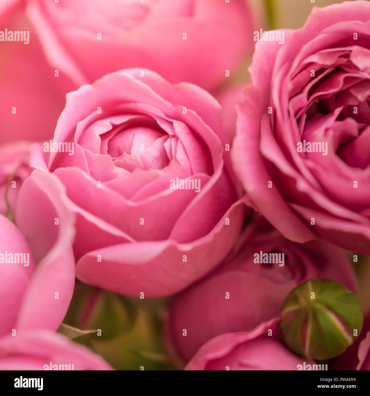 close-up pale delicate peony roses. Selective focus, magic light. Stock Photo