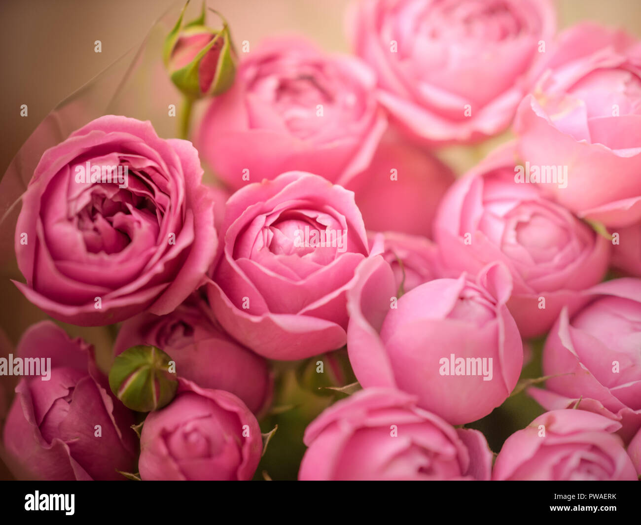 close-up pale delicate peony roses. Selective focus, magic light. Stock Photo