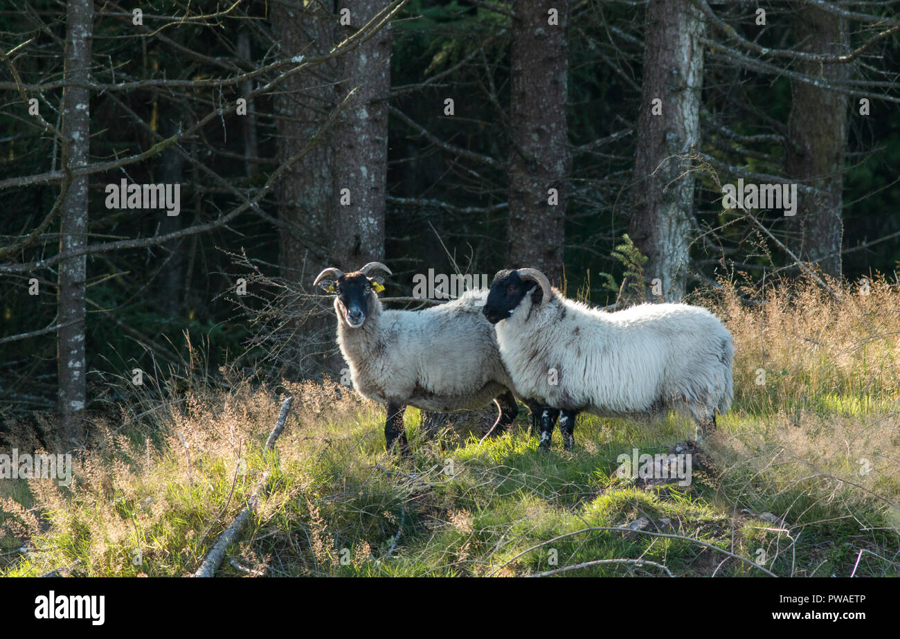 Mountain Sheep in upland habitat with conifer woodland in background. Tipperary, Ireland Stock Photo