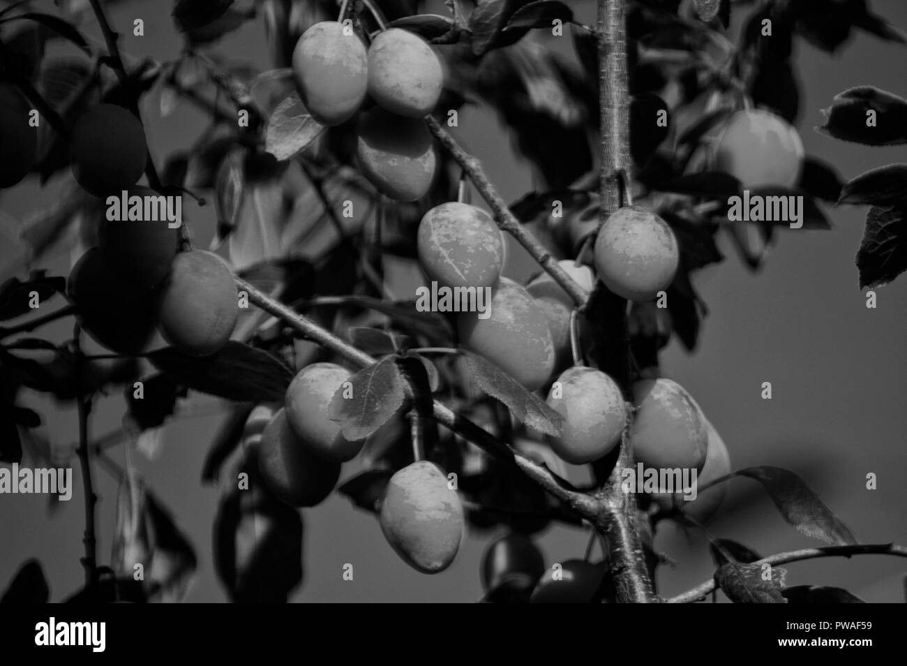Plums photo, image,fruits Stock Photo Alamy