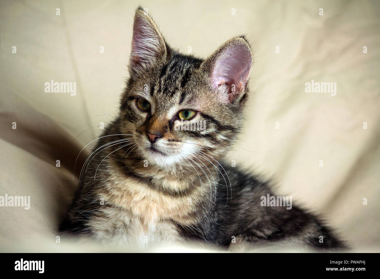 unbred tabby kitten lying on a yellowish material, looking carefully to the side, in the background is a light similar material yellow shade, Stock Photo