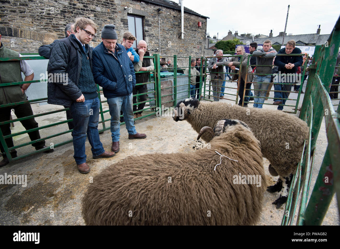 Judges at work at the Annual Show and Sale of Dalesbred Rams, Bentham Auction Mart, North Yorkshire, UK Stock Photo