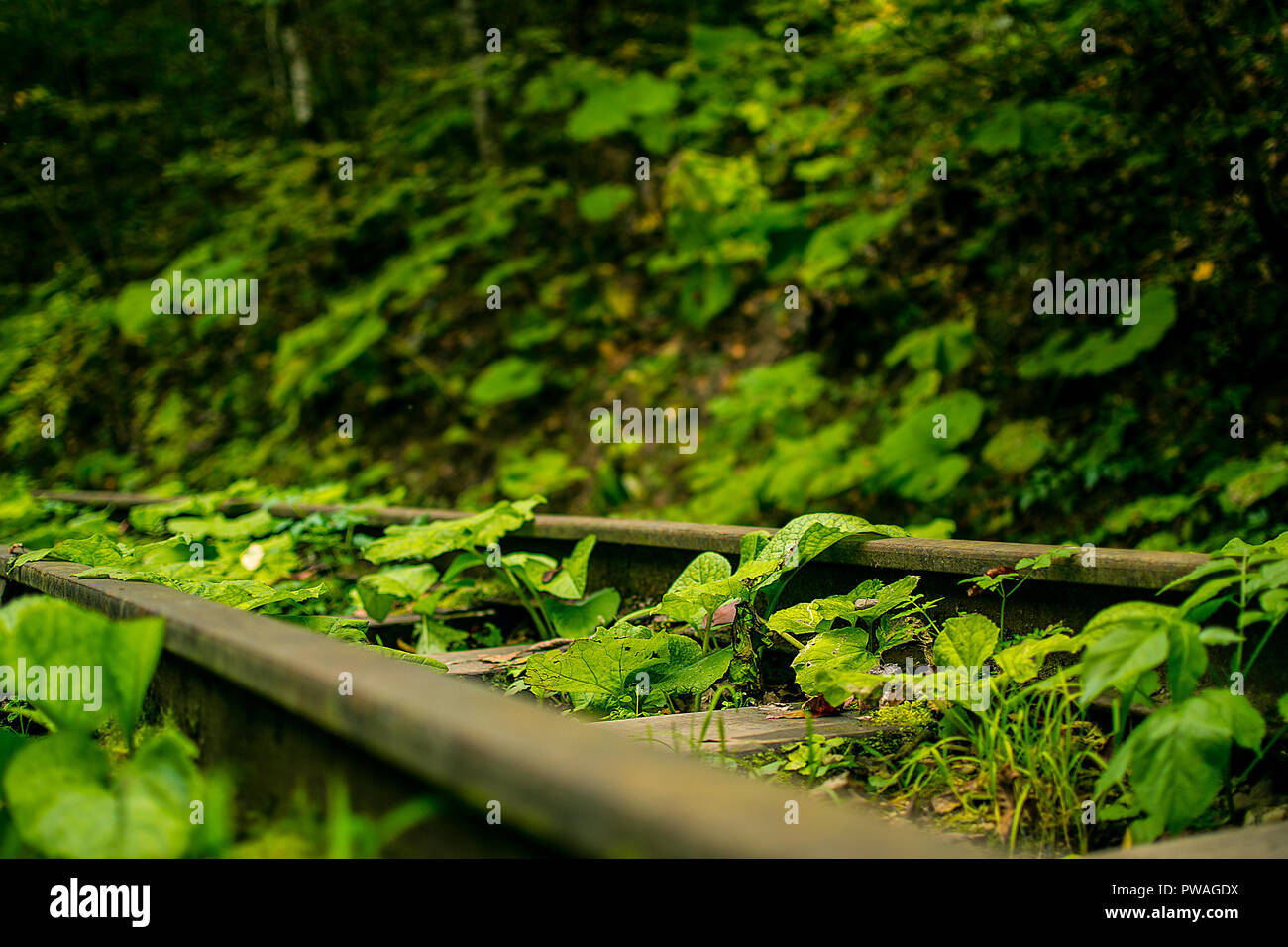 the abandoned railway moves away into the green autumn forest. close up, macro burdock Stock Photo