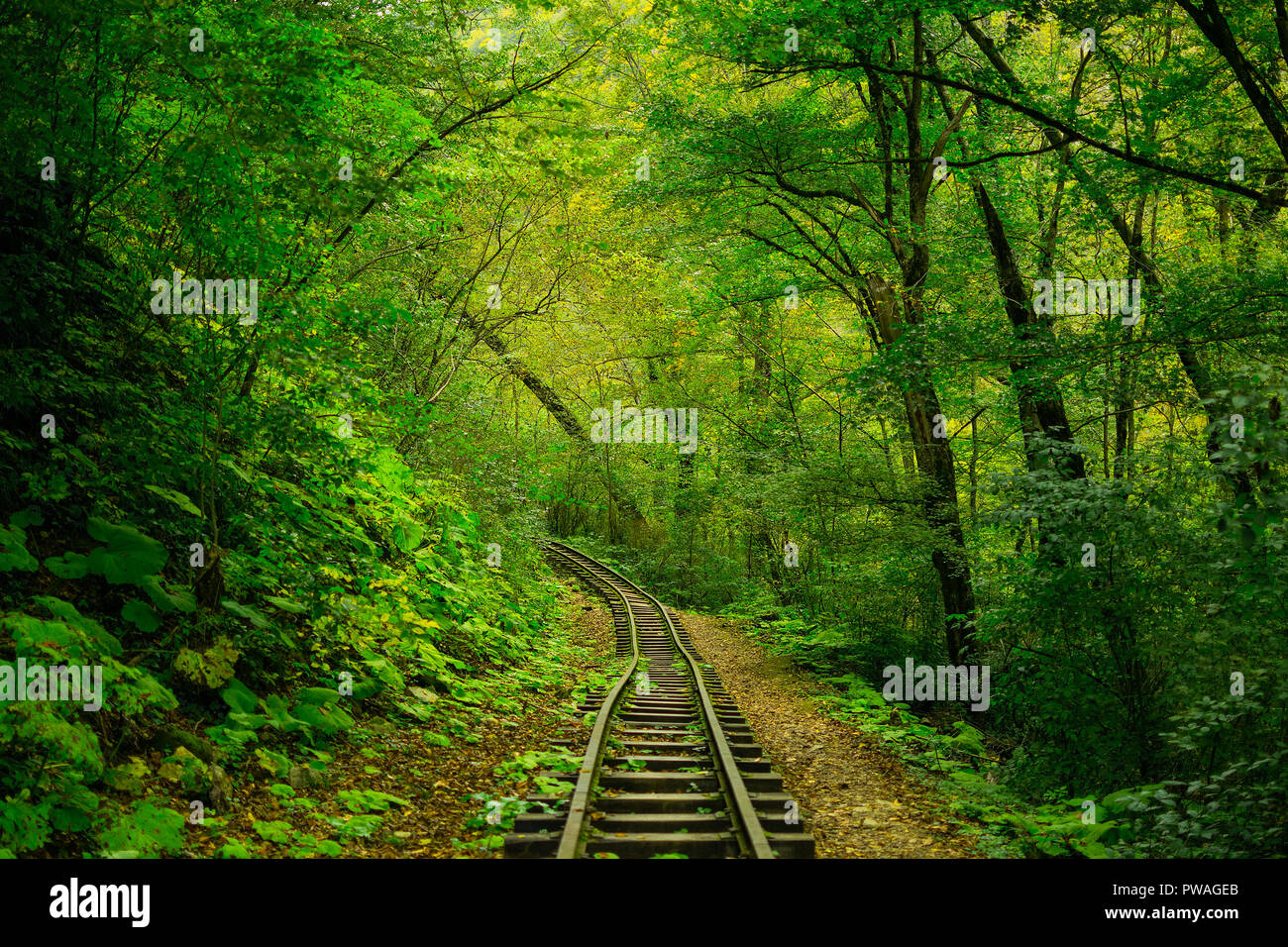 the abandoned railway moves away into the green autumn forest. Stock Photo