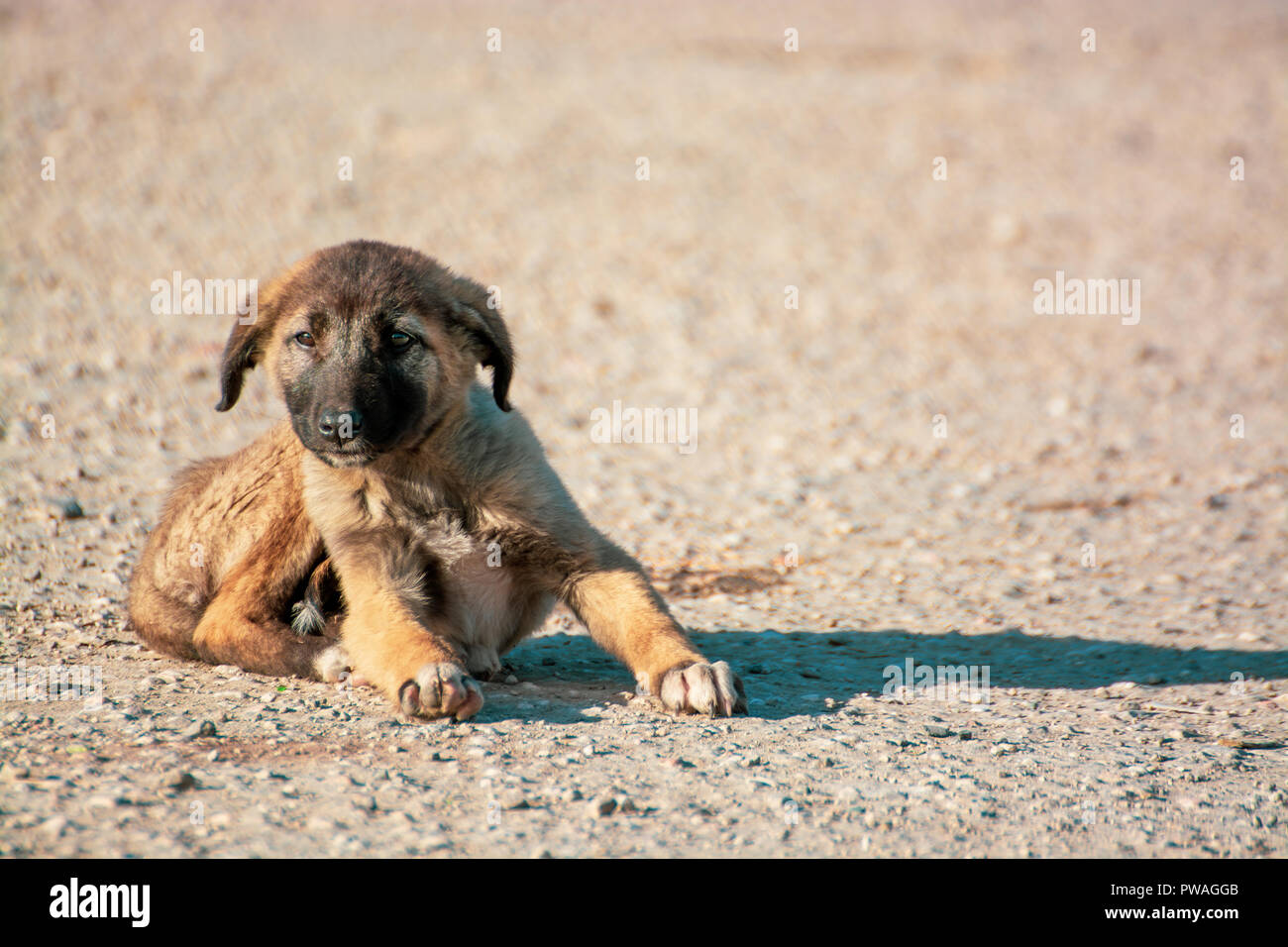 How Do You Tell If A Dog Has Been Abandoned