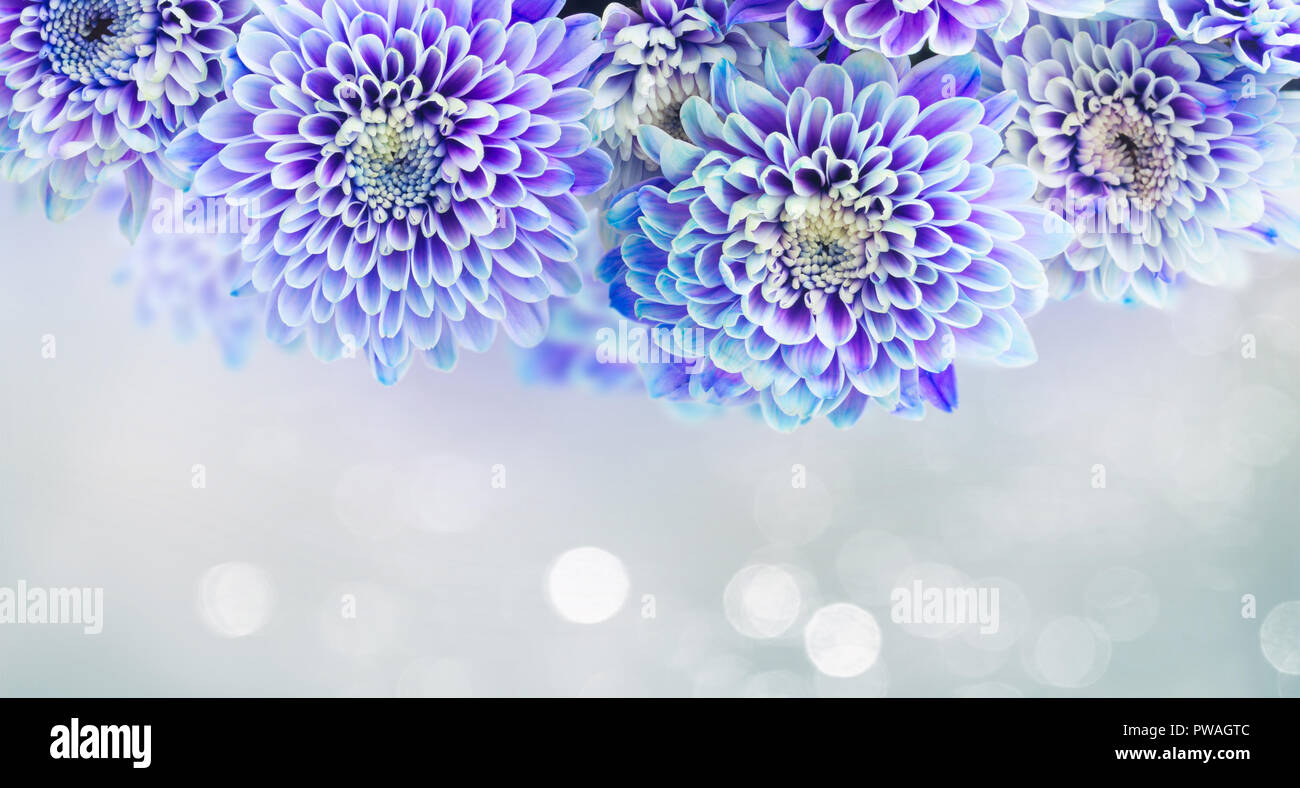 Fresh Blue Chrysanthemum Flowers Border On Gray Background Banner