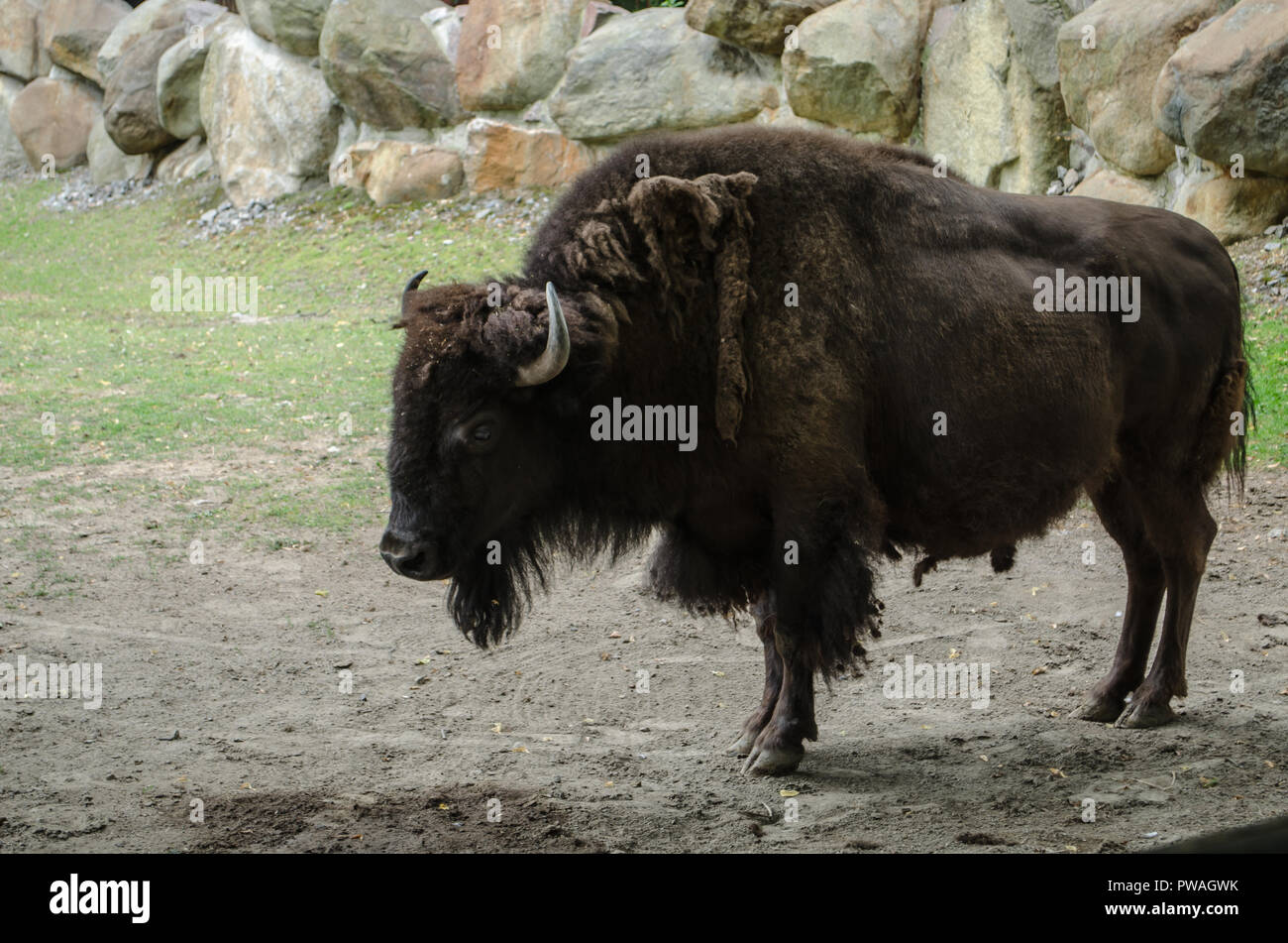 big brown bison with horns stands in Kyiv Zoo Stock Photo - Alamy