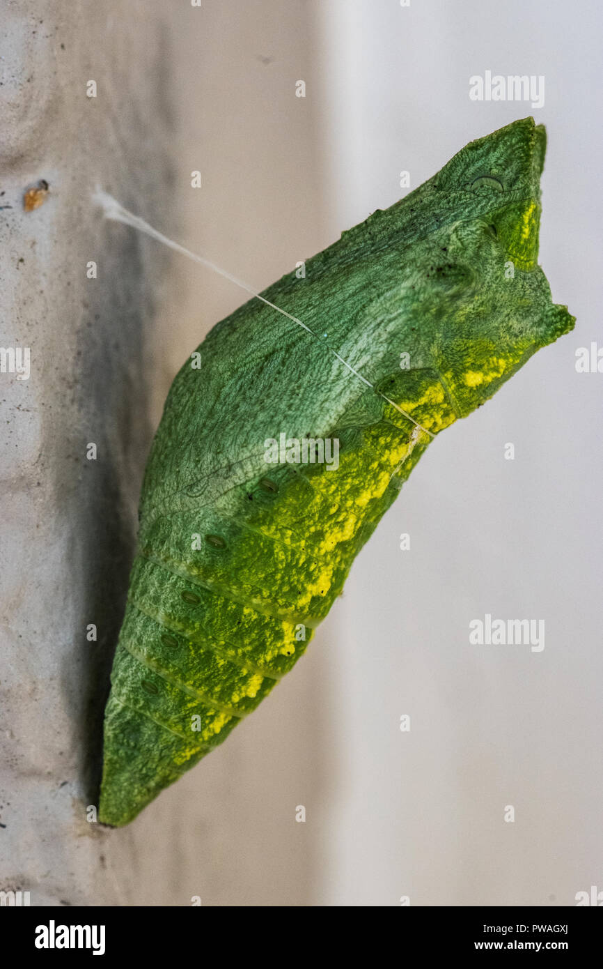 Chrysalis butterfly hires stock photography and images Alamy