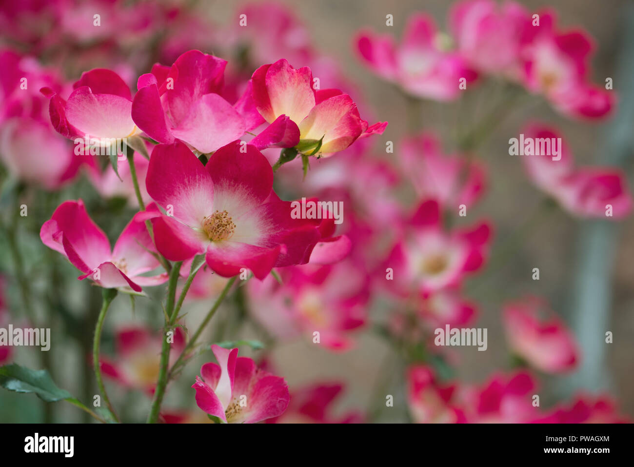 detailed shot of climbing rose 'Maria Lisa' with white and pink blossoms Stock Photo