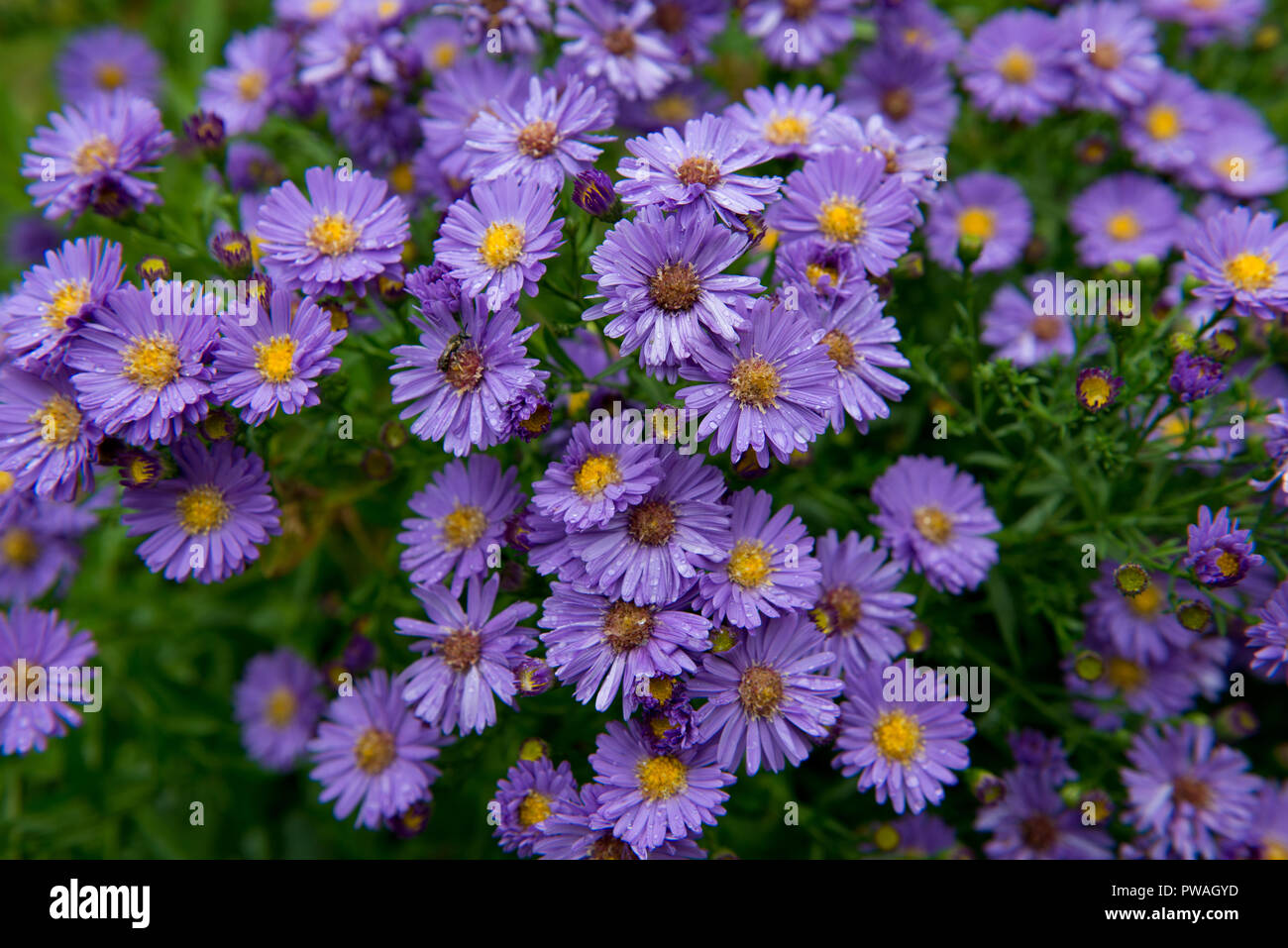 close range shot of lavender coloured michaelmas daisies Stock Photo