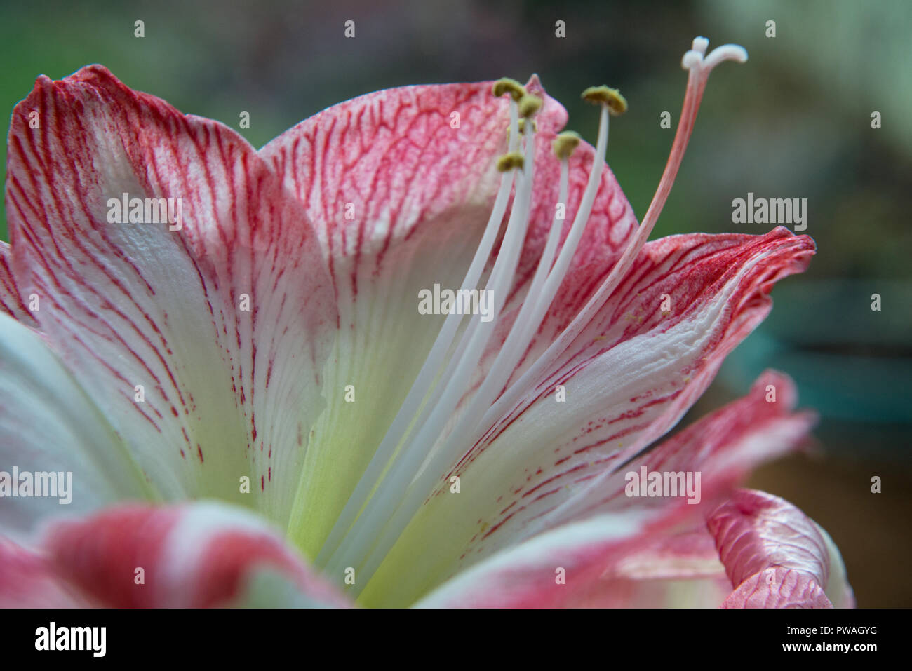 close range shot of pink Amaryllis Hippeastrum with stamens Stock Photo
