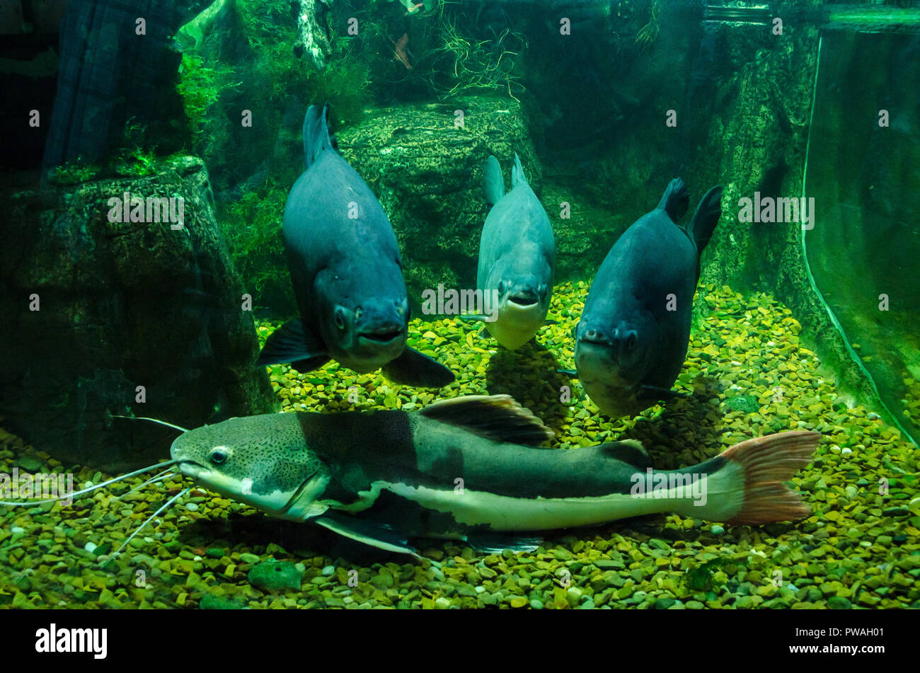 three photogenic fish and catfish in the Aquarium in Kiev zoo. Stock Photo