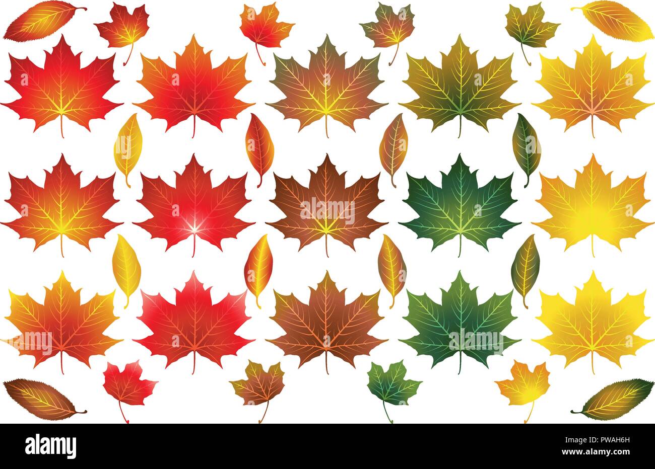 Isolated vector Autumn Fall leaves of different types and colours Stock Vector