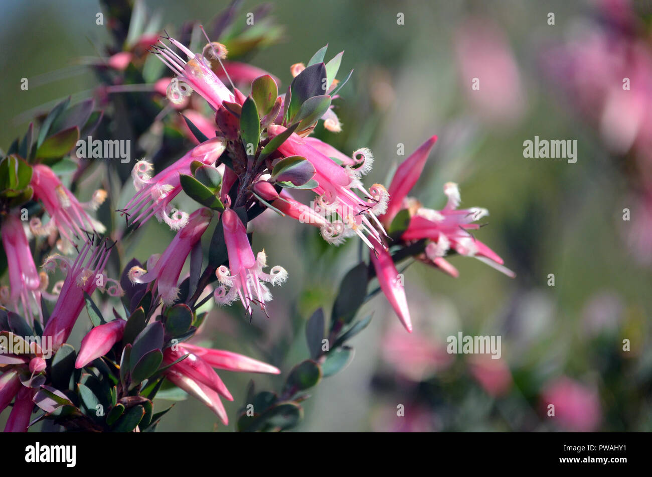 Australian native Pink Five-Corners Flowers, Styphelia triflora, family Ericaceae, in heath on Little Marley Firetrail, Royal National Park, NSW Stock Photo