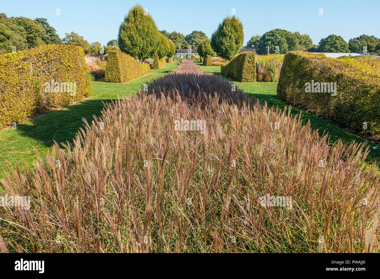 Backlit Grasses,Ornamental,Sussex Prairie Garden,Henfield,Sussex Stock Photo