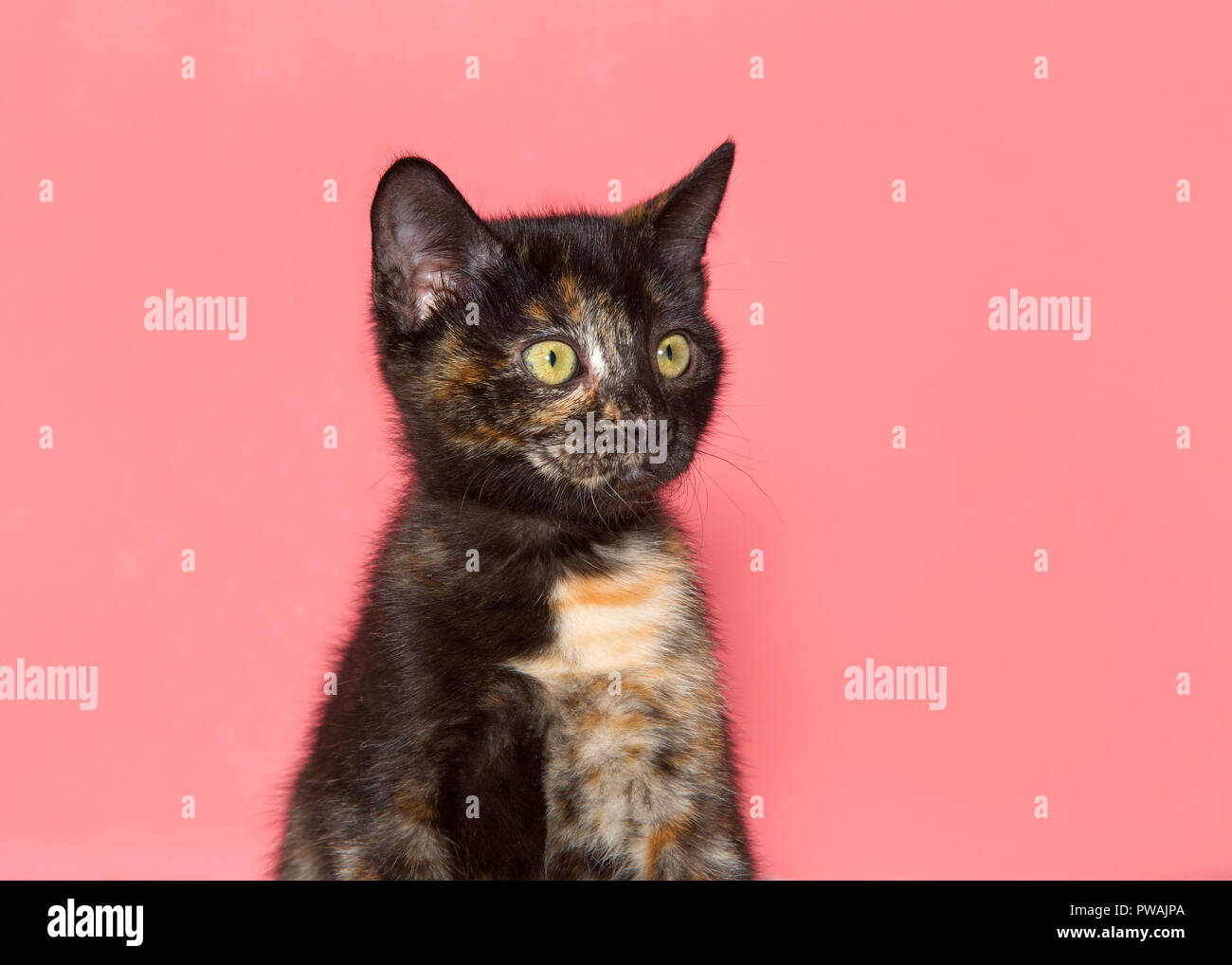 Close up portrait of one tortoiseshell tortie torbie tabby kitten sitting up straight with surprised wide open eyed expression looking to viewers righ Stock Photo