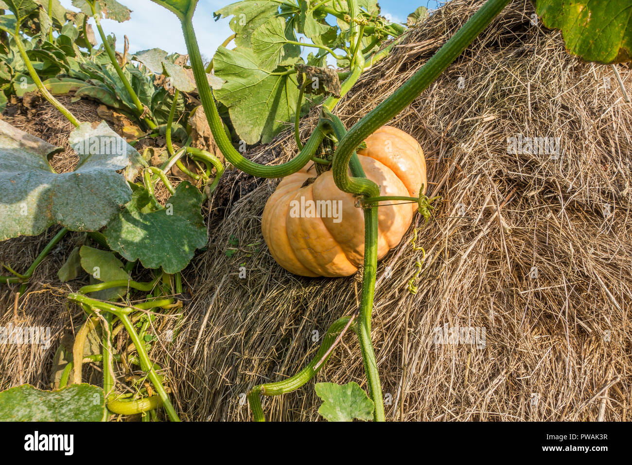 Large,Pumpkin,Growing on Compost Heap Stock Photo Alamy