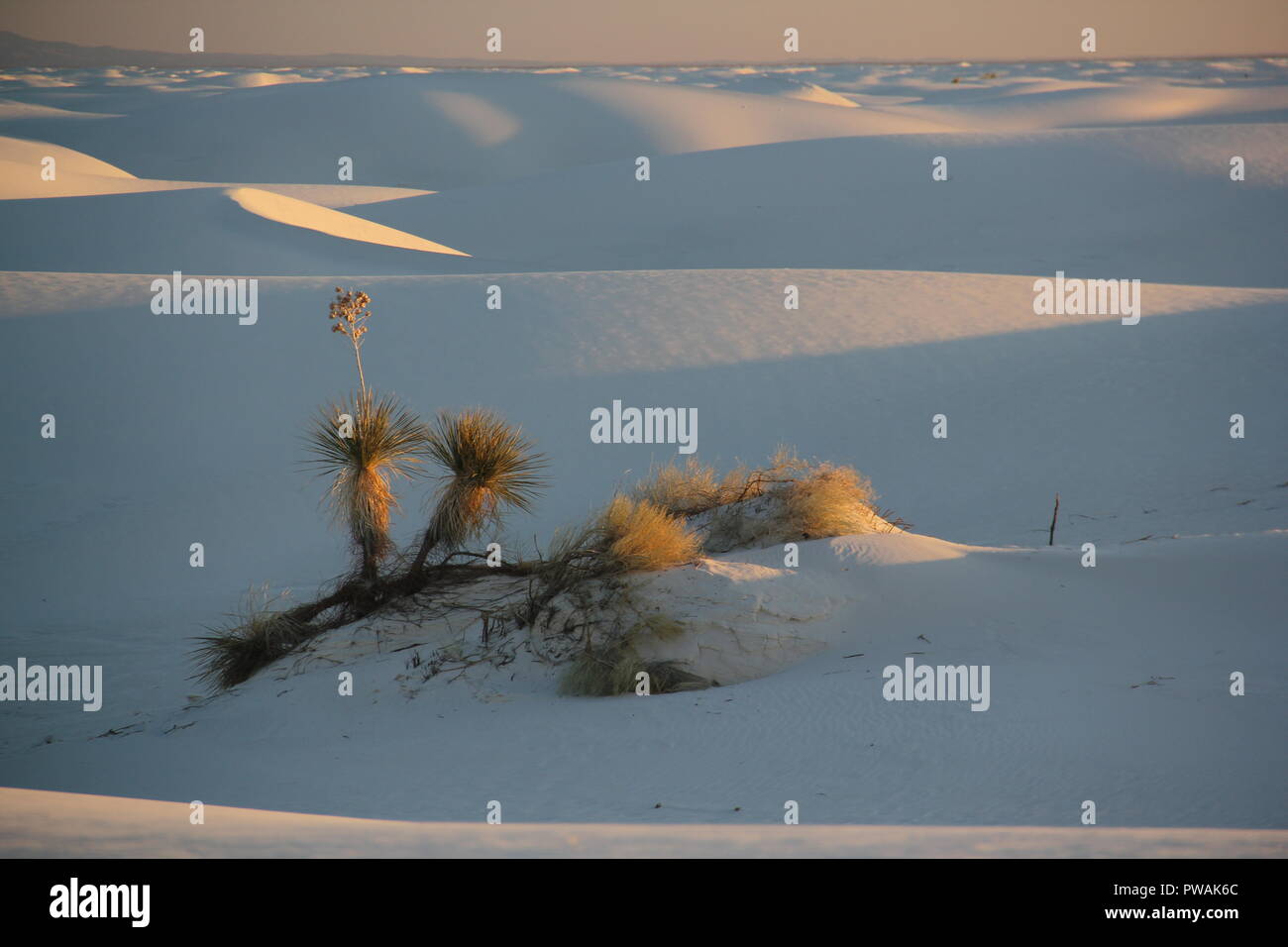 Yucca spines hi-res stock photography and images - Alamy