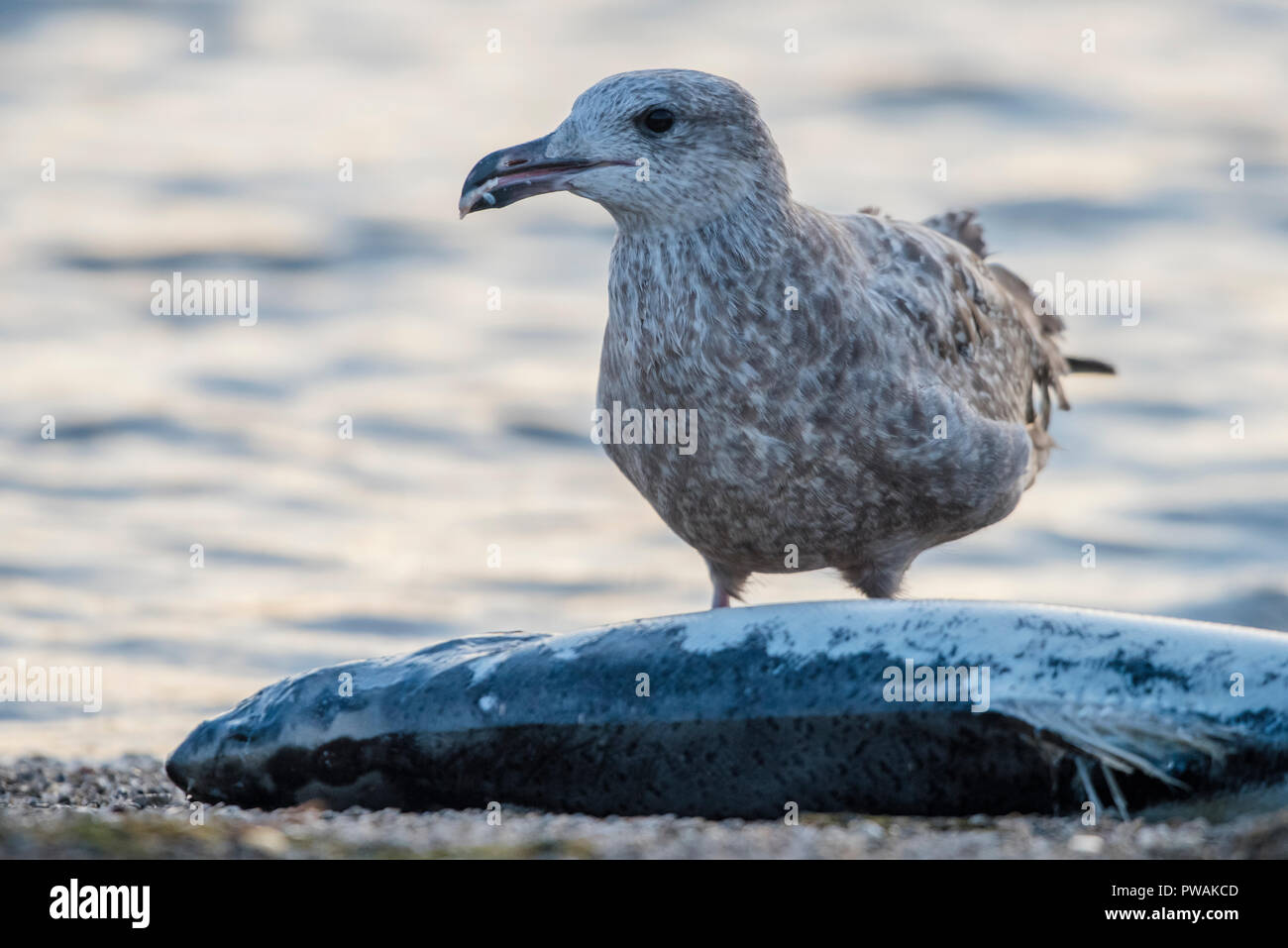 A juvenile herring gull from Lakeshore state park in Milwaukee, Wisconsin. It is scavenging a dead salmon that has washed up on the beach. Stock Photo