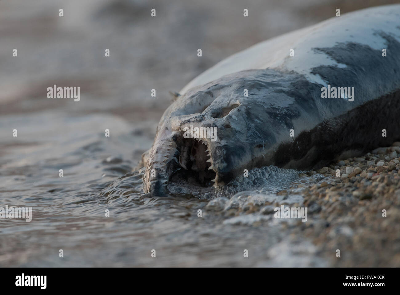 A dead Chinook Salmon (Oncorhynchus tshawytscha) that has washed up on the beach of Lake Michigan. Stock Photo