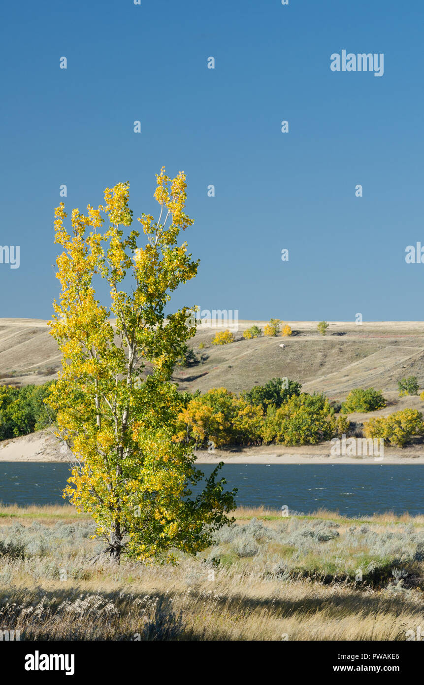 Poplar Tree with fall colors and Lake Diefenbaker at the Saskatchewan