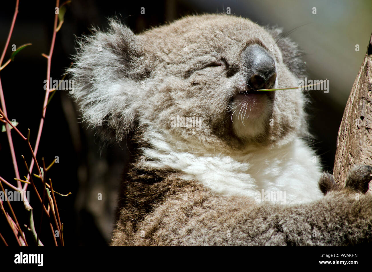 this is a close up of a koala Stock Photo - Alamy