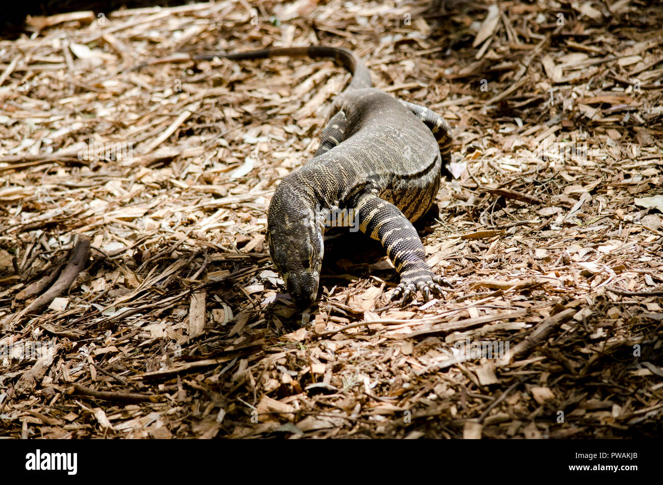 the monitor lizard is walking on bark chips Stock Photo Alamy