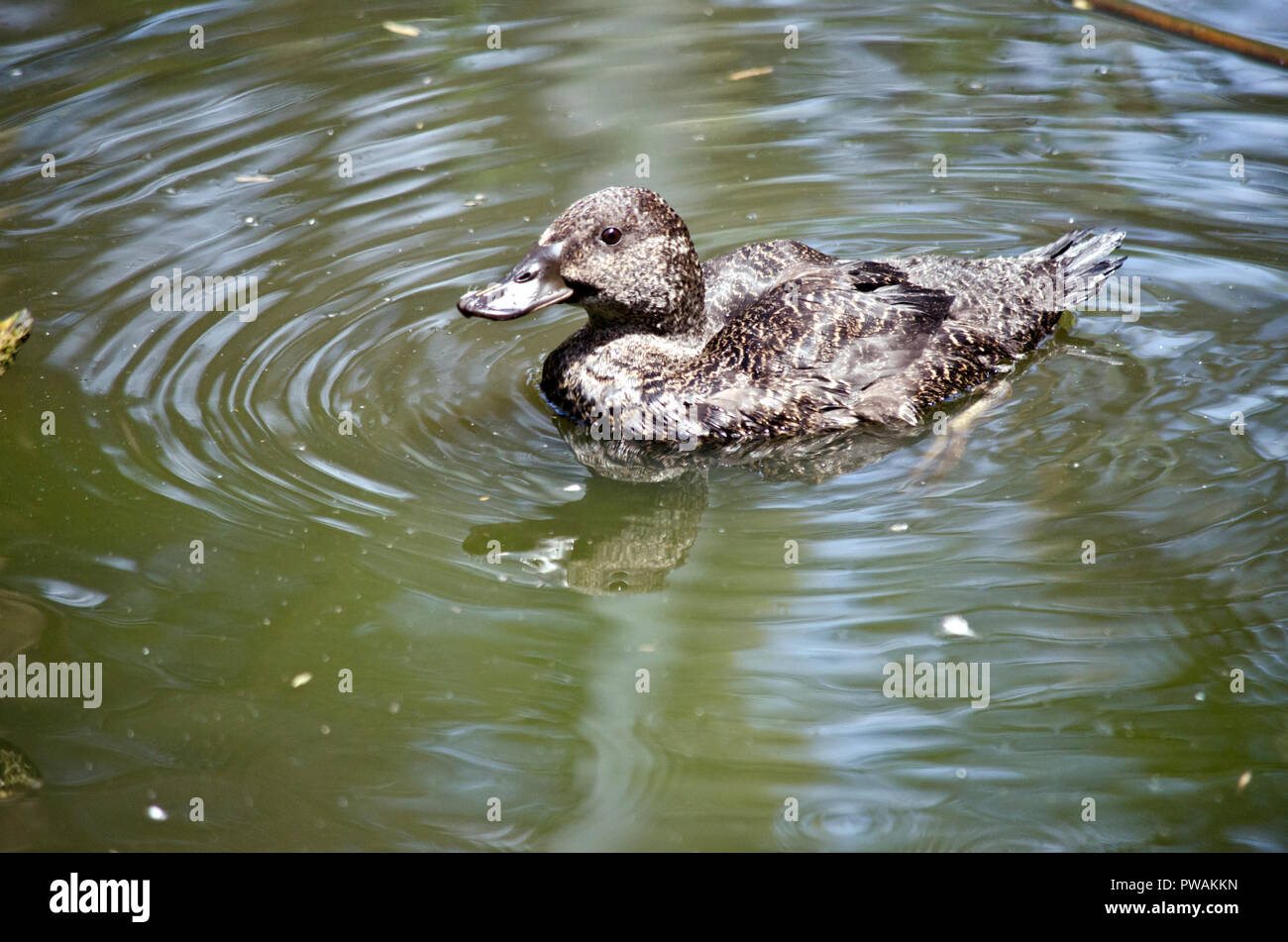 the freckled duck is swimming in a pond Stock Photo