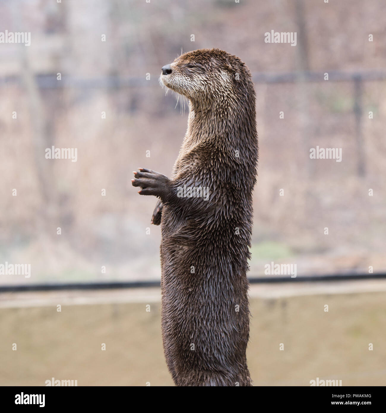 North American river otter (Lontra canadensis) portrait standing side view Stock Photo
