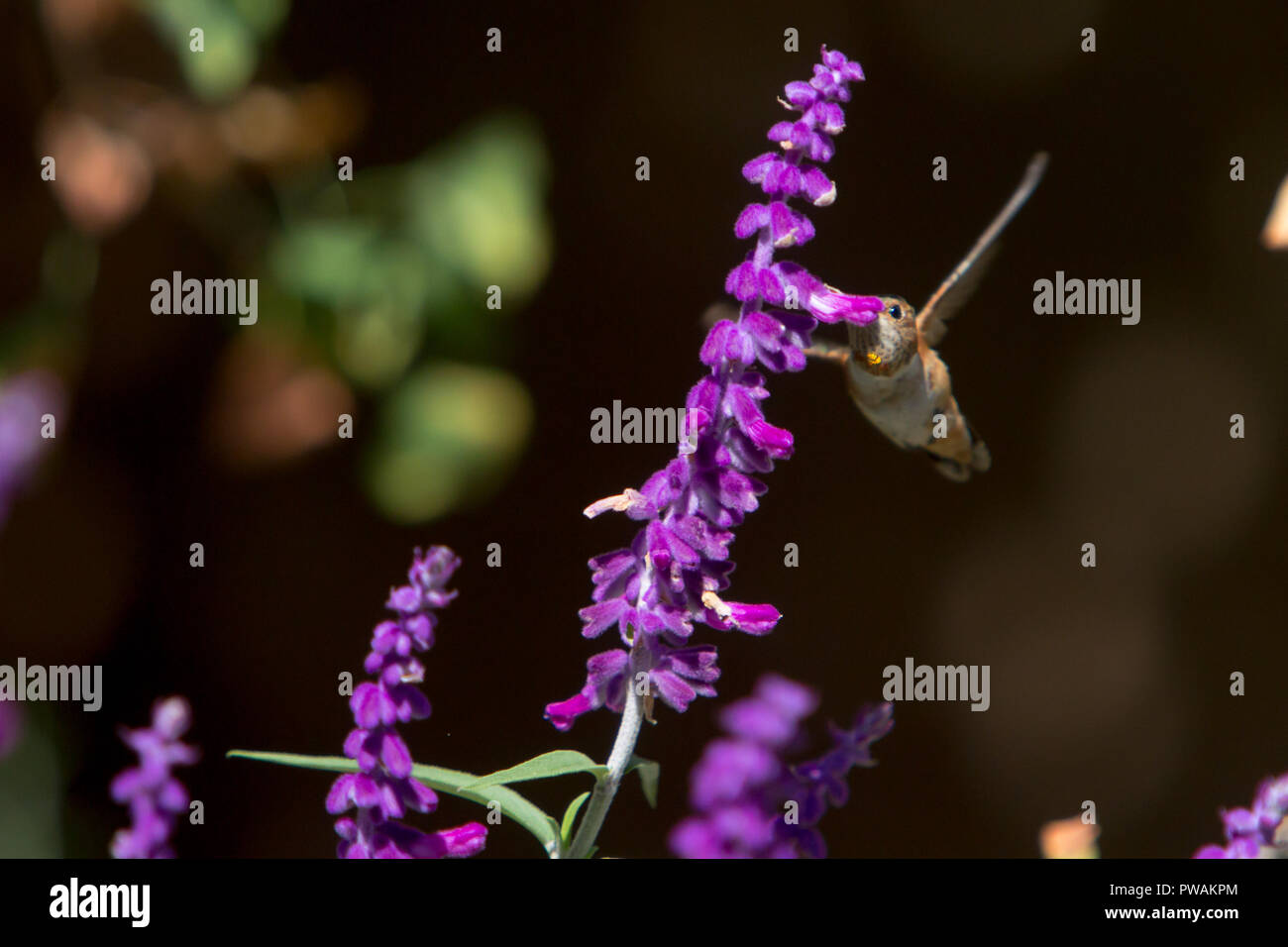 Allen's hummingbird feeding on the purple flowers of a Mexican Sage in a back yard garden in suburban Los Angeles, California, USA Stock Photo