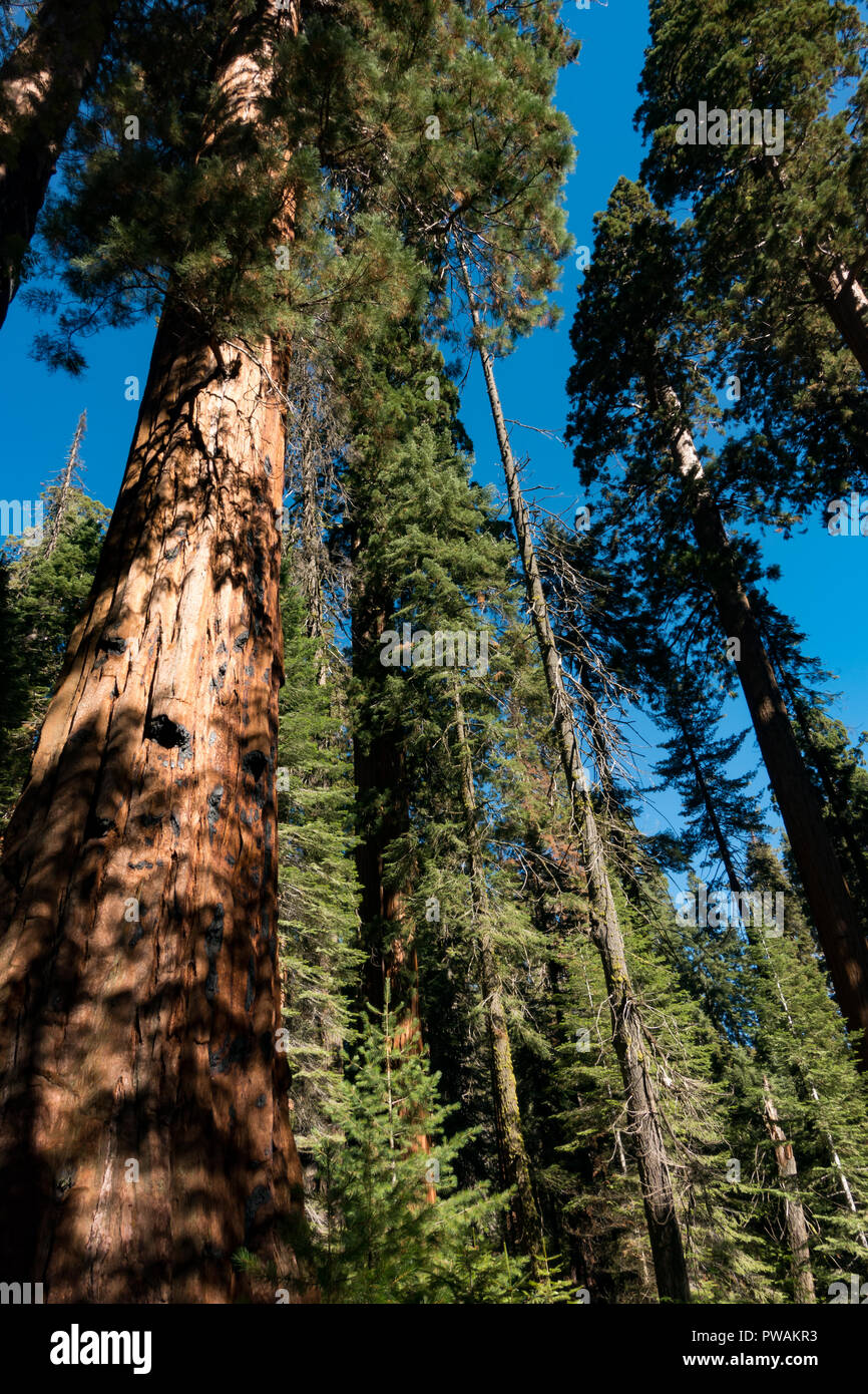 The most massive trees in the world, the Giant Sequoia, towering high above the floor of the forest in Sequoia National Park, California, USA Stock Photo