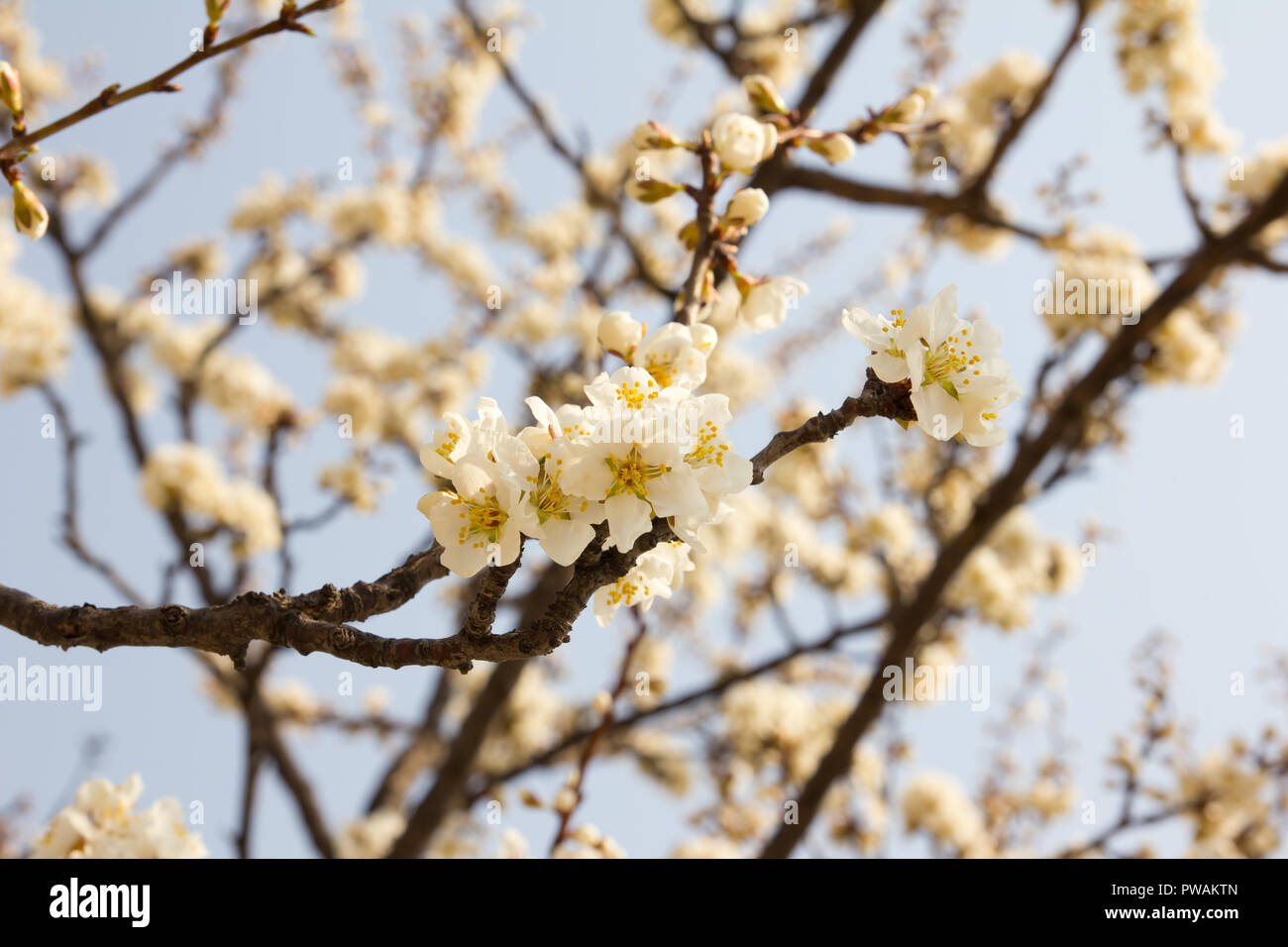 Closed up of sakura (Cherry) blossom background Stock Photo - Alamy