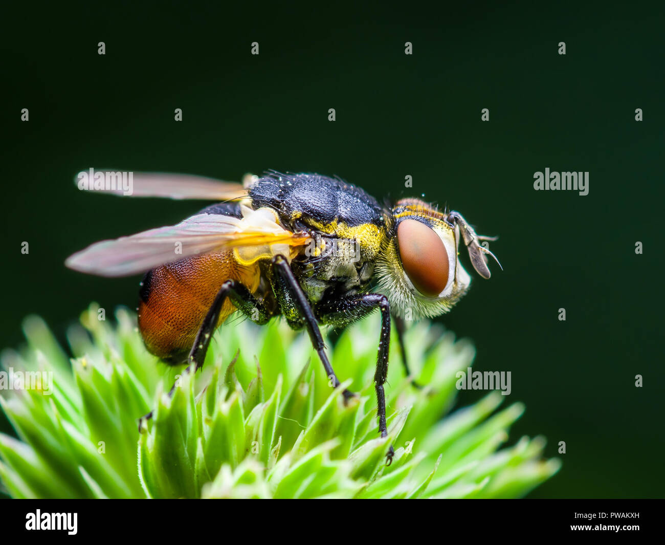 Exotic Drosophila Fruit Fly Diptera Insect on Green Flower Stock Photo