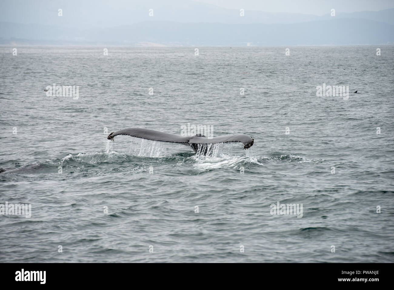 Tail of the whale hi-res stock photography and images - Alamy