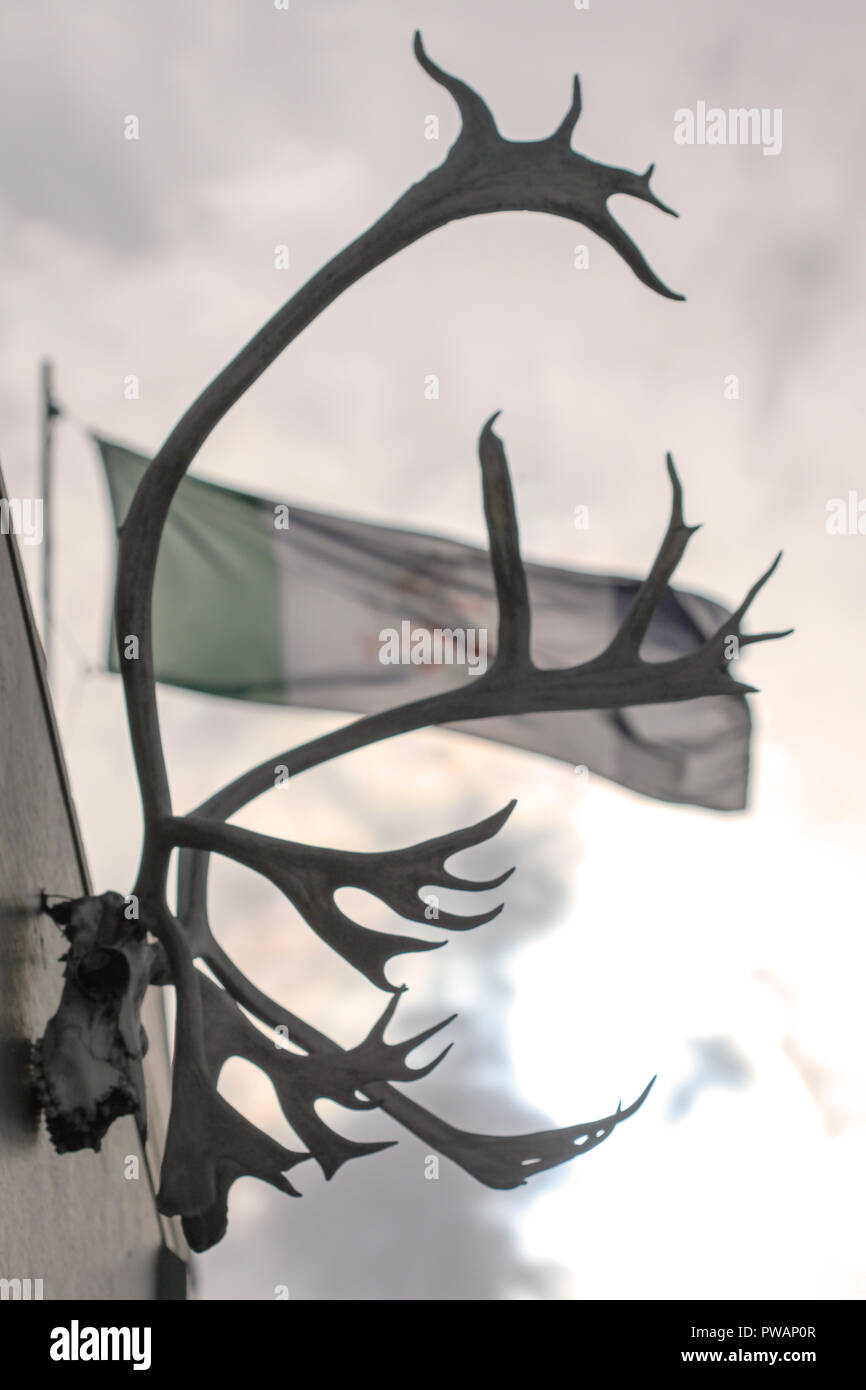 Whitehorse, Canada. Close up of caribou skull with antlers hanging outside from a building wall with Yukon Territory flag waving in the wind. Stock Photo