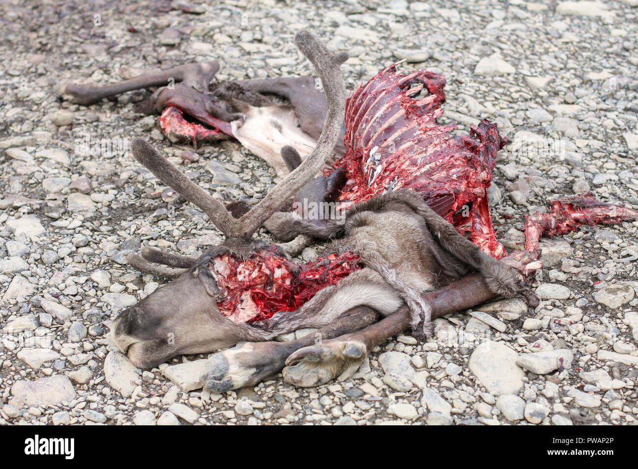 Yukon river, Yukon Territory, Alaska. Caribou dead lying on the ground after being attacked and eaten by artic wolfs. Stock Photo