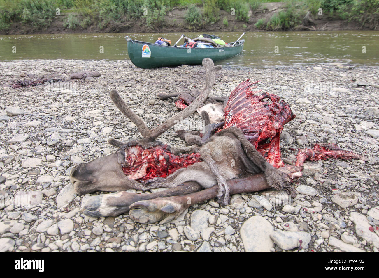 Yukon river, Yukon Territory, Alaska. Caribou dead lying on the ground after being attacked and eaten by artic wolfs and expedition canoe behind. Stock Photo