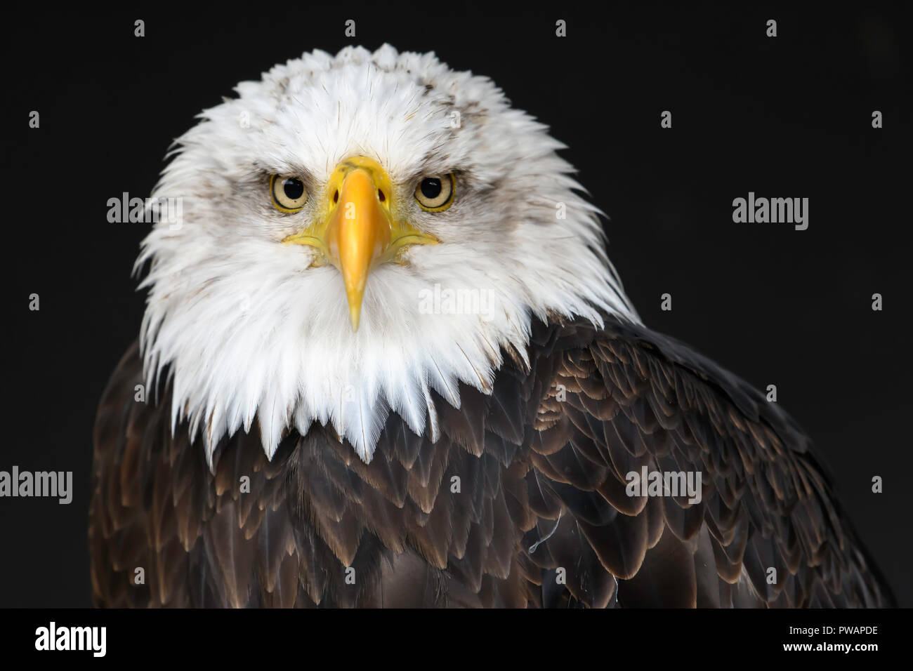 Bald Eagle Portrait Stock Photo