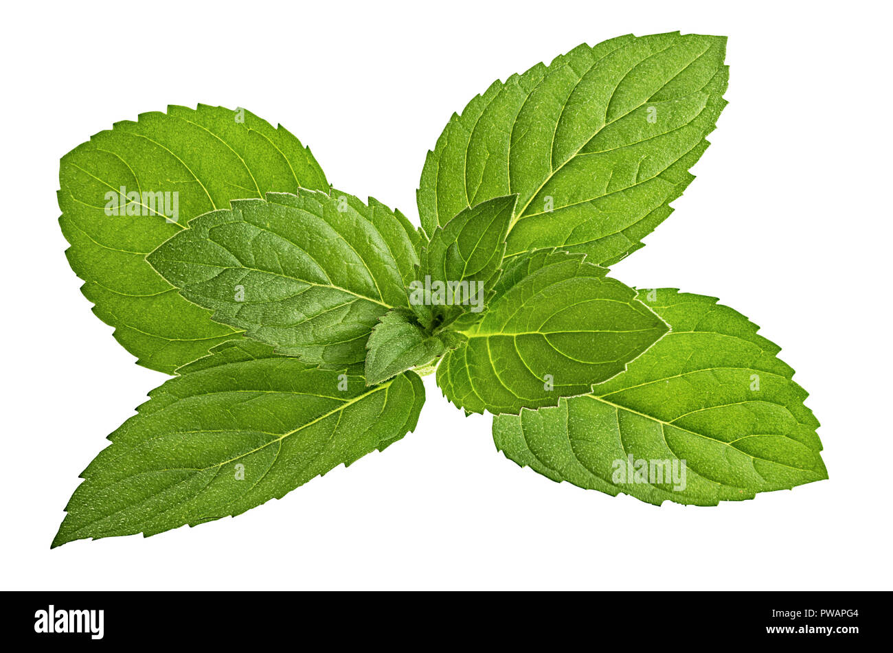 mint leaf isolated on white background Stock Photo - Alamy