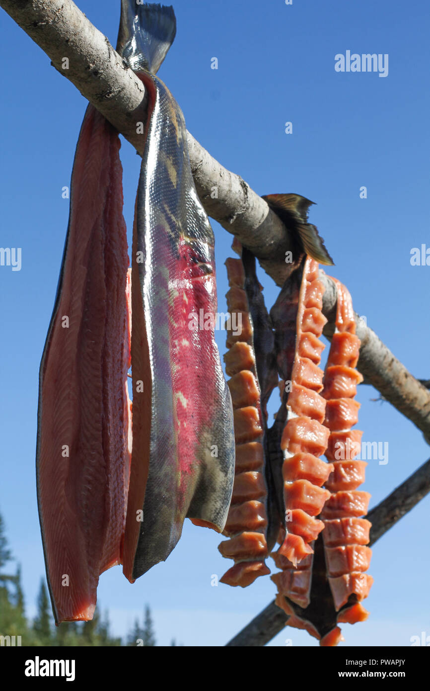 Salmon drying canada hires stock photography and images Alamy