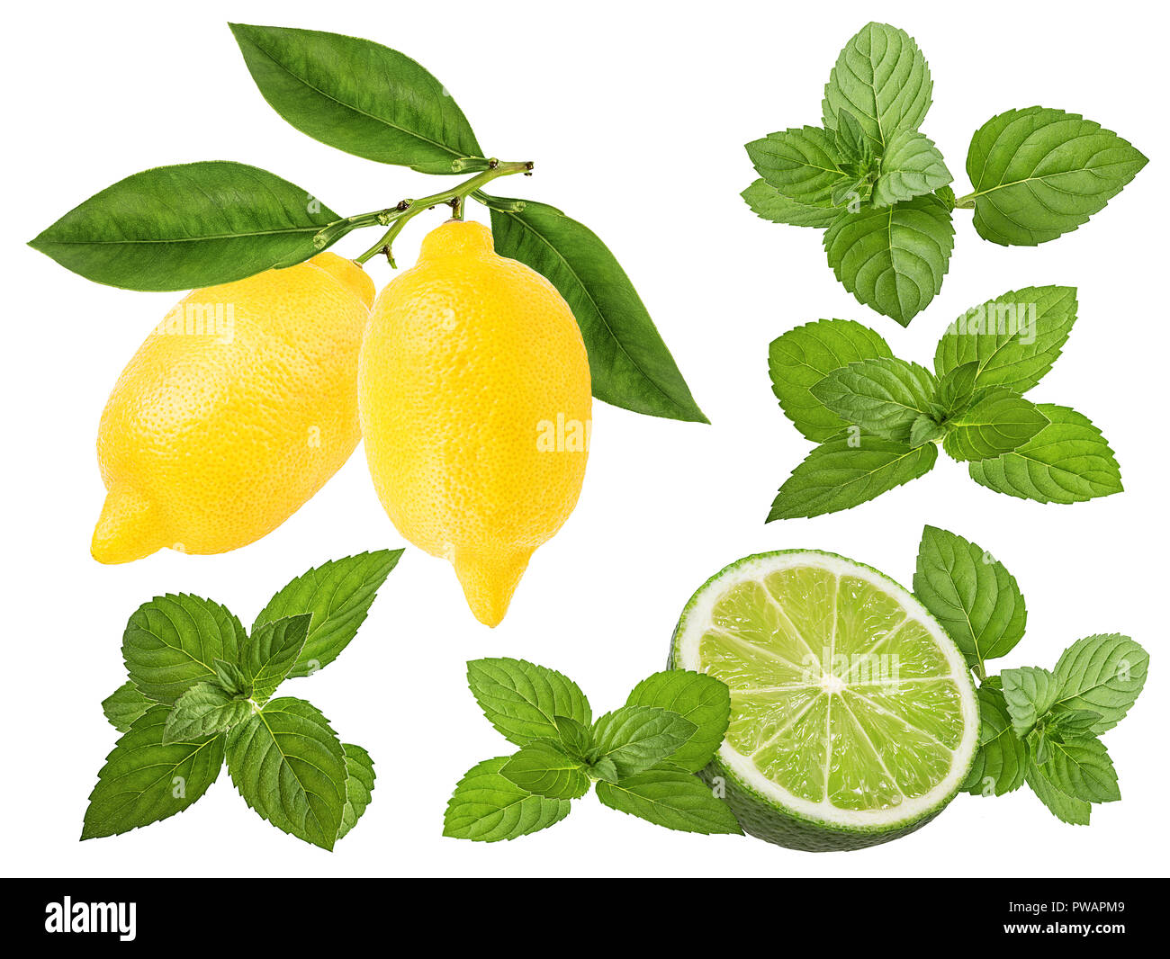 Fresh lemon,mint leaf and lime  isolated on white background Stock Photo